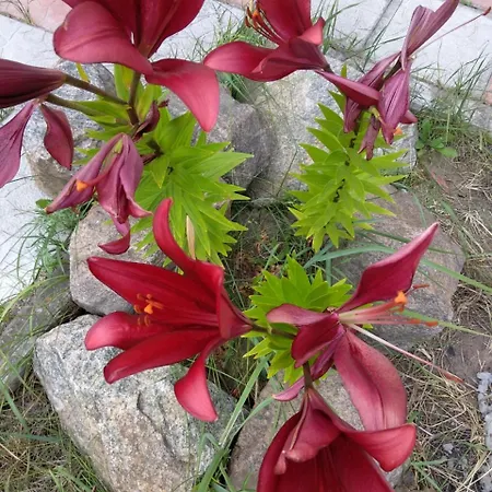 " Na Golubom Ozere"-3